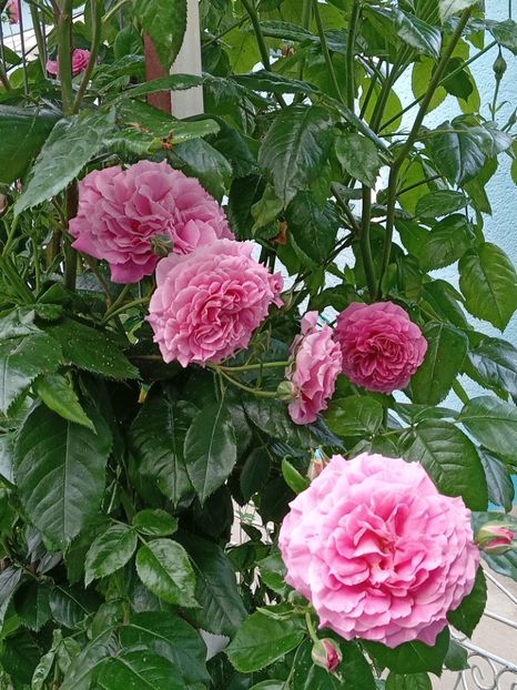  - Heillige Elisabeth 2023