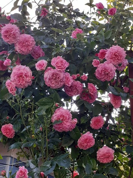  - Heillige Elisabeth 2023