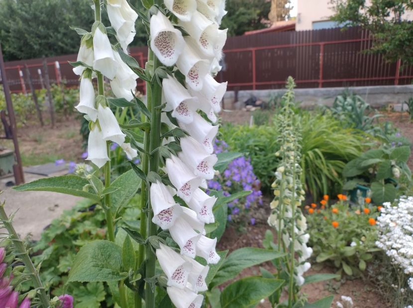  - Flori de gradina-2023