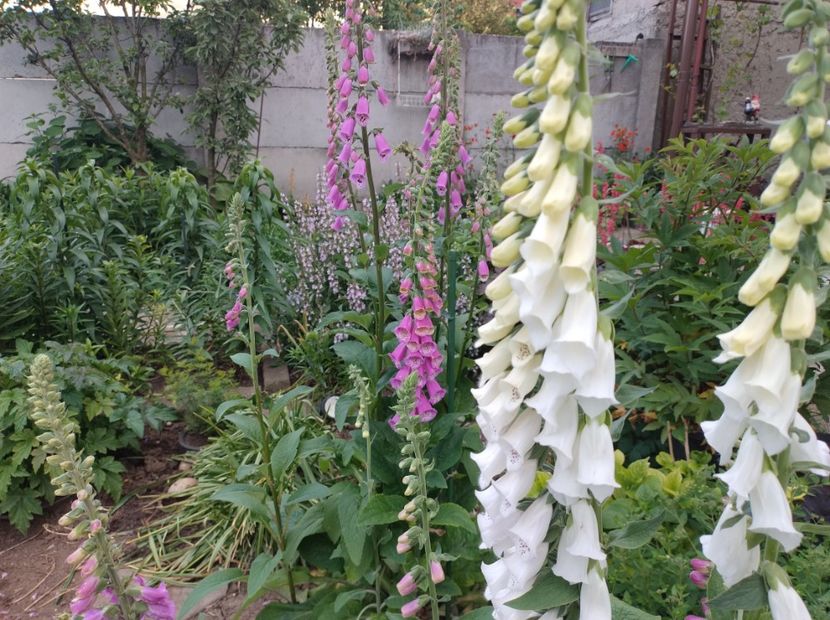  - Flori de gradina-2023