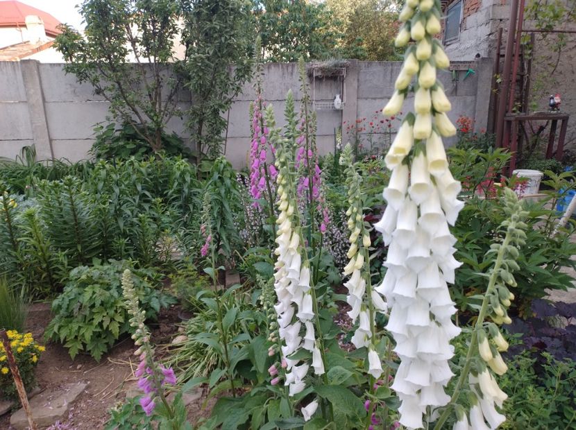  - Flori de gradina-2023