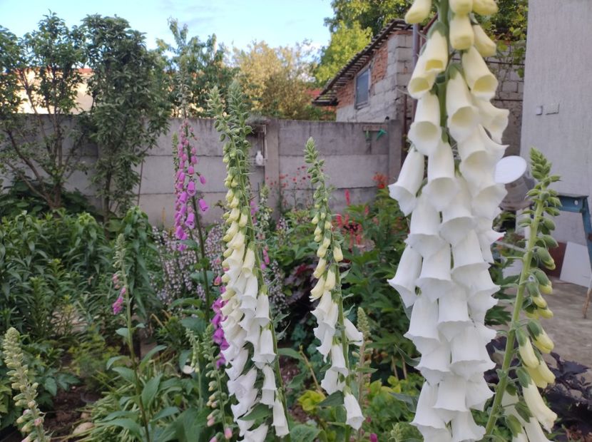  - Flori de gradina-2023