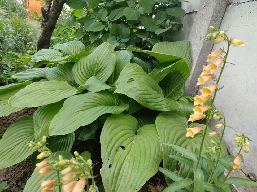  - Flori de gradina-2023