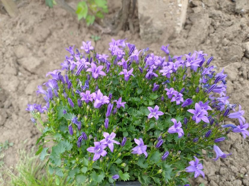  - Flori de gradina-2023