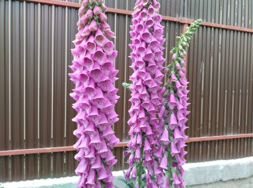  - Flori de gradina-2023