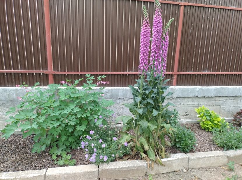  - Flori de gradina-2023