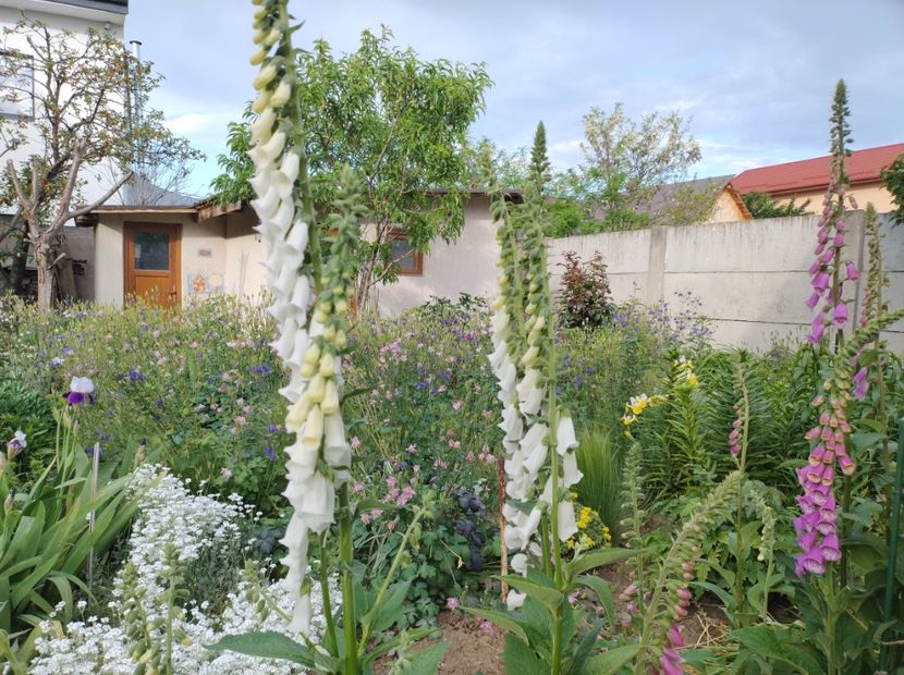  - Flori de gradina-2023