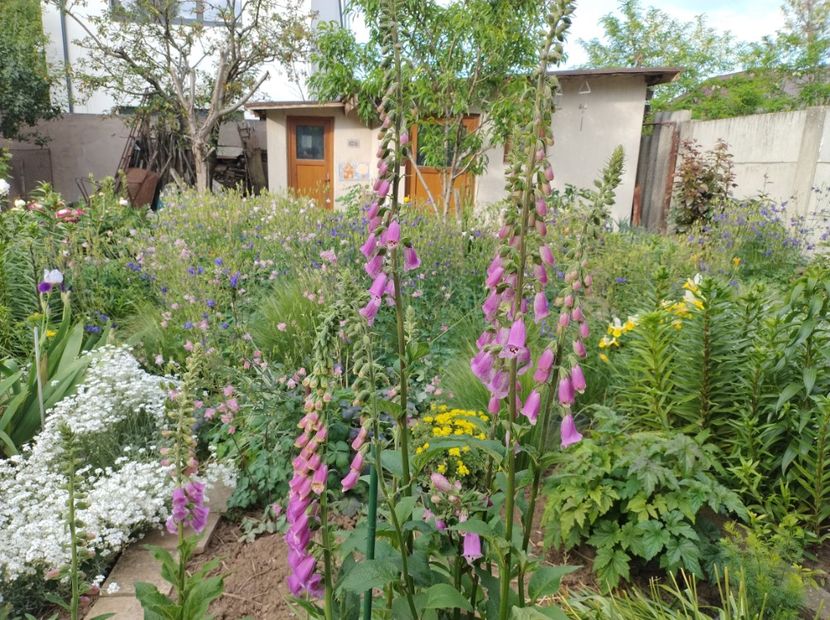  - Flori de gradina-2023