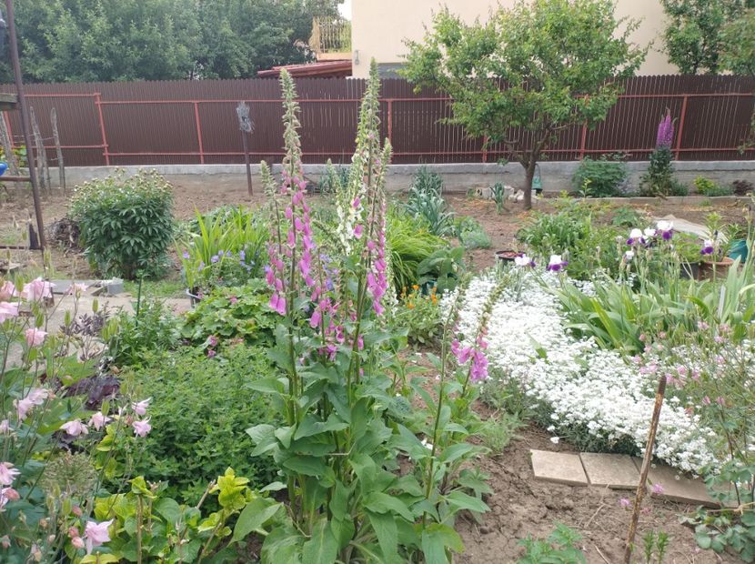  - Flori de gradina-2023