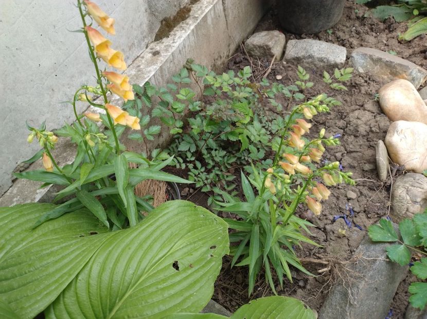  - Flori de gradina-2023