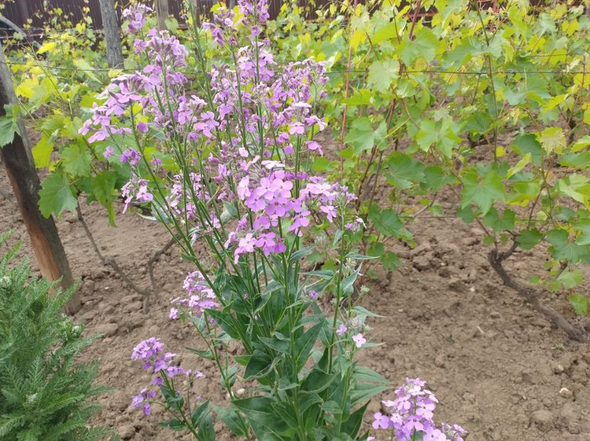  - Flori de gradina-2023