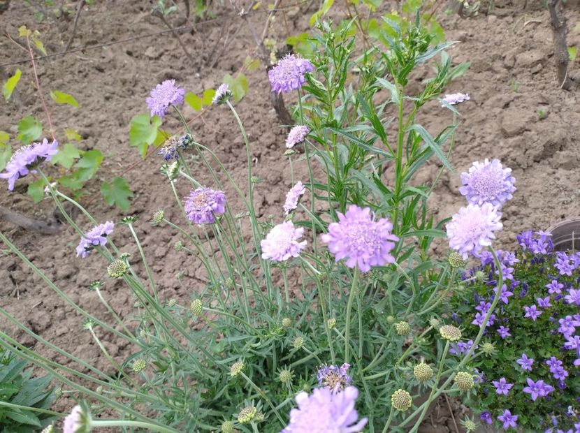  - Flori de gradina-2023