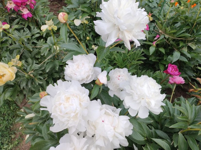  - Flori de gradina-2023