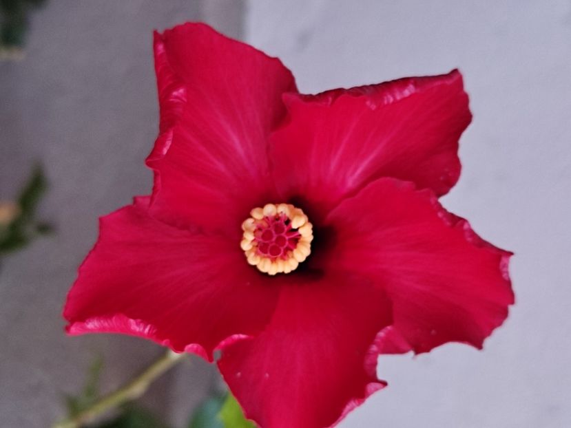  - HD 77 Christmas Dream