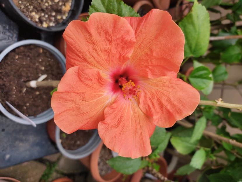  - HIBISCUS 2023