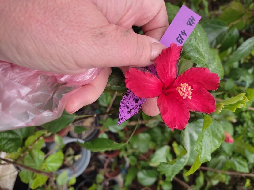  - HIBISCUS 2023