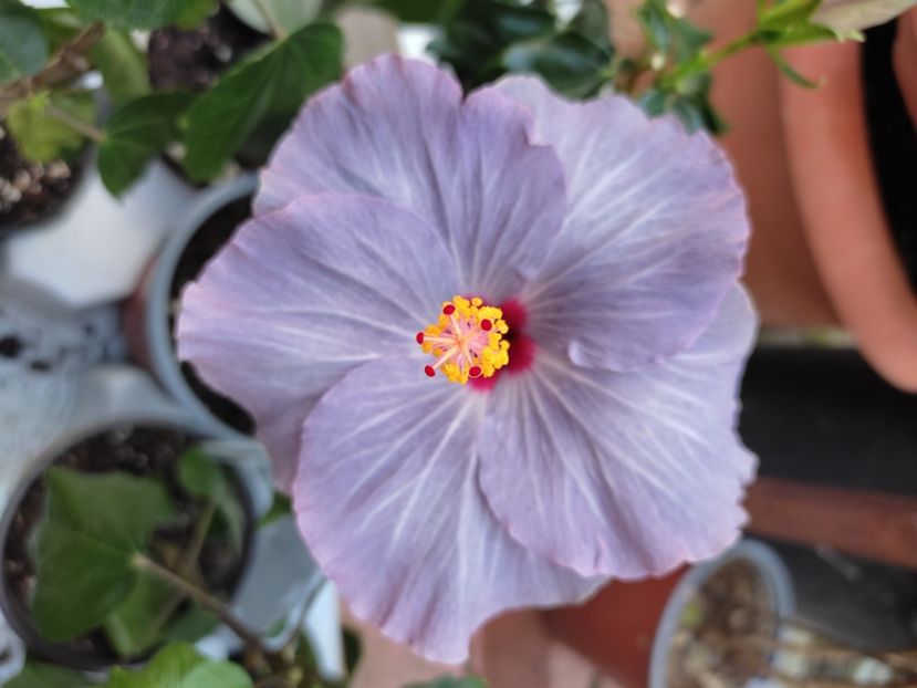  - HIBISCUS 2023