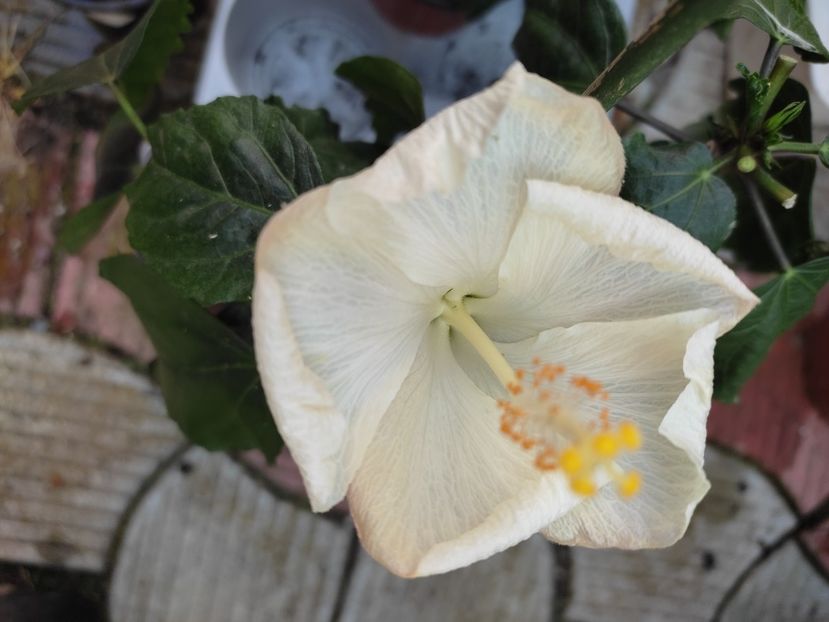  - HIBISCUS 2023