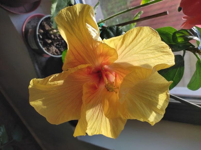 - HIBISCUS 2023