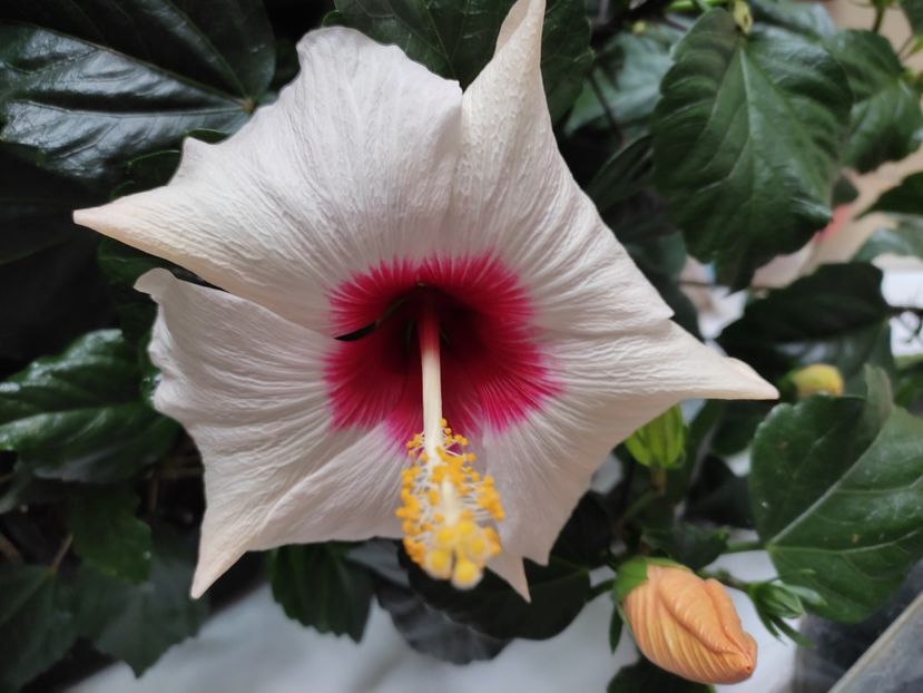  - HIBISCUS 2023