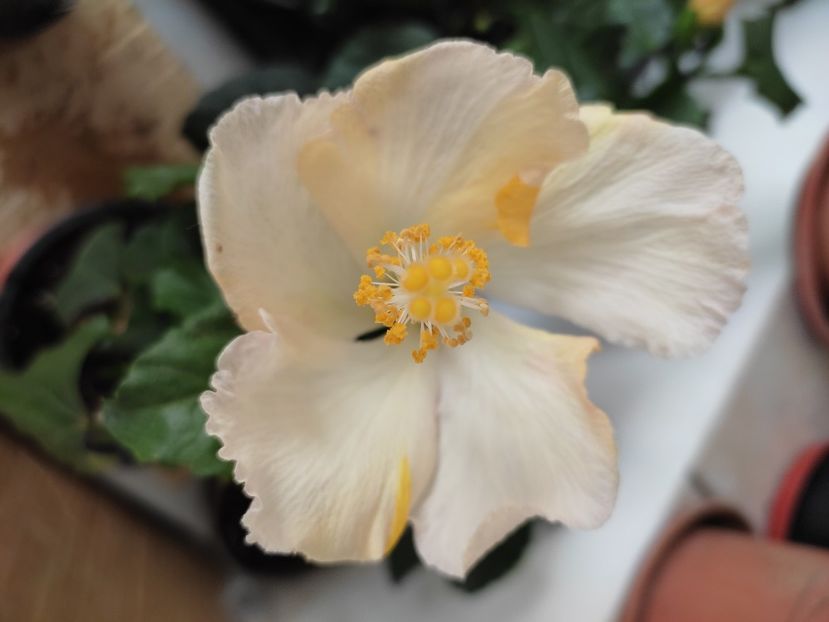 - HIBISCUS 2023