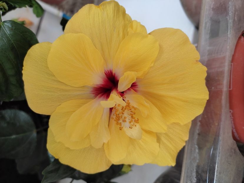  - HIBISCUS 2023