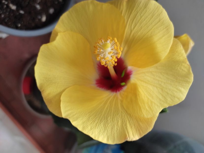  - HIBISCUS 2023