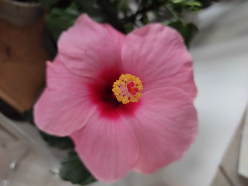  - HIBISCUS 2023