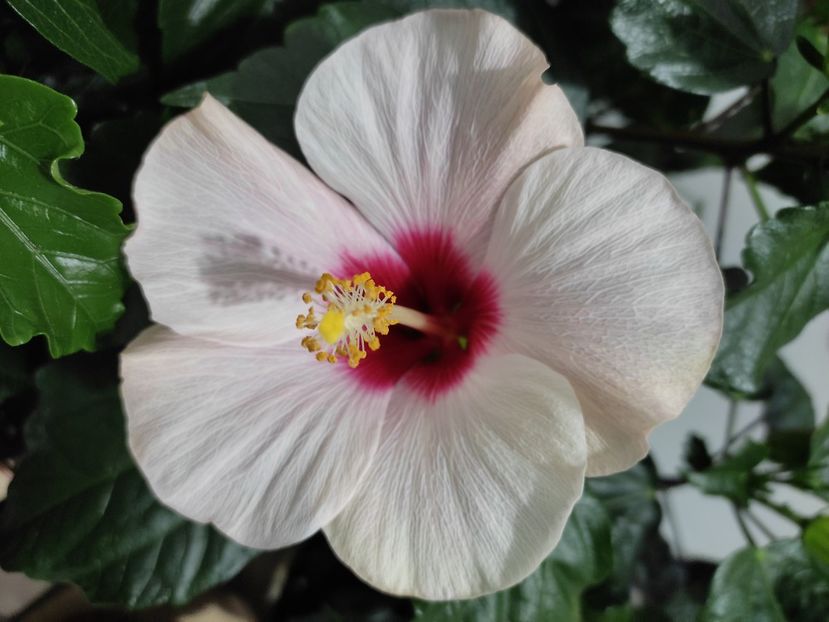  - HIBISCUS 2023