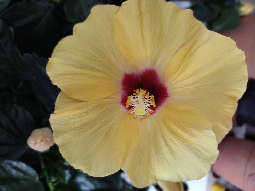  - HIBISCUS 2023