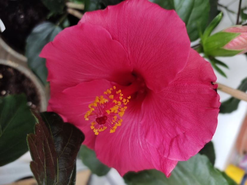  - HIBISCUS 2023