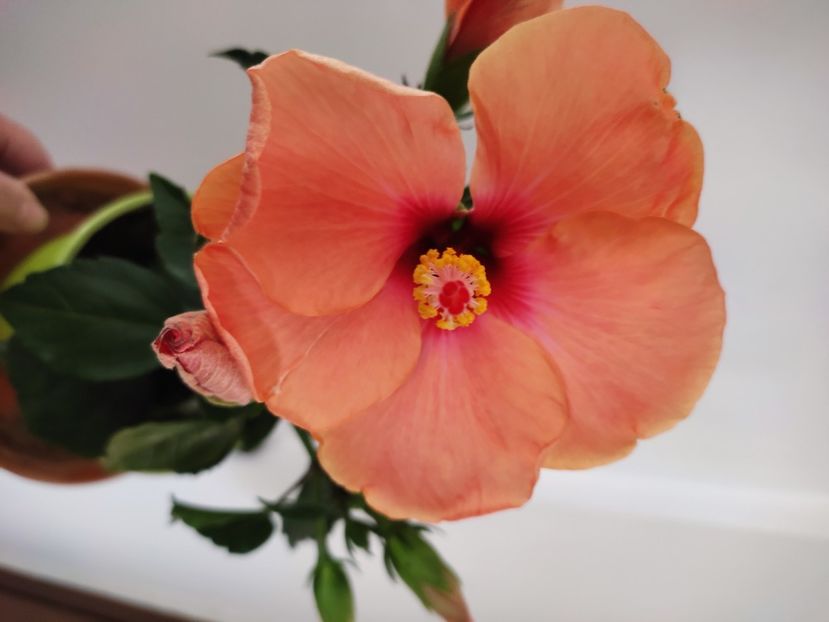  - HIBISCUS 2023