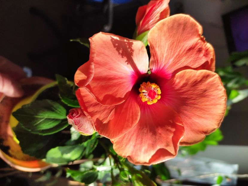  - HIBISCUS 2023