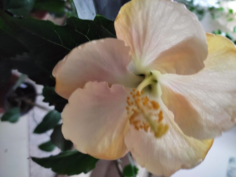  - HIBISCUS 2023