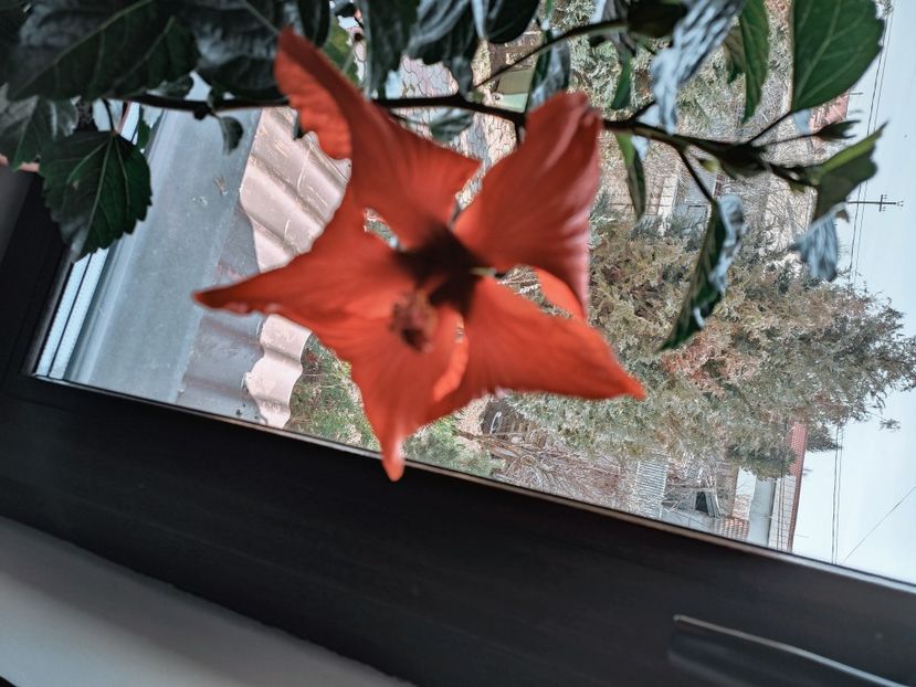  - HIBISCUS 2023