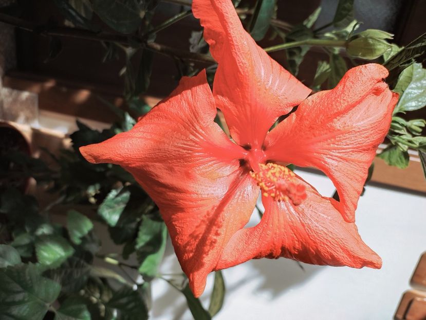  - HIBISCUS 2023