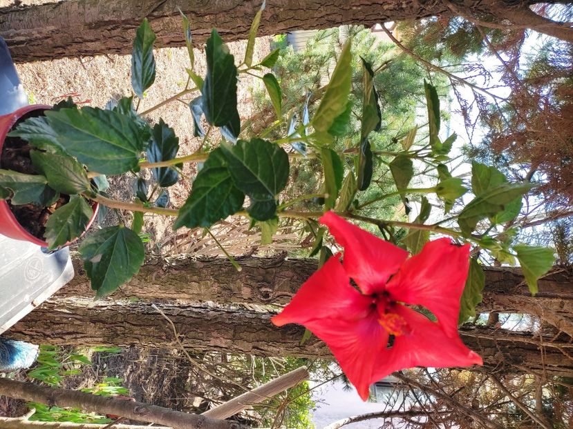  - HIBISCUS 2023
