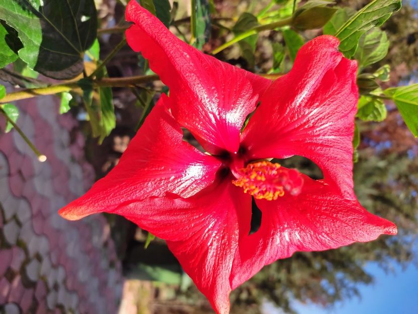  - HIBISCUS 2023