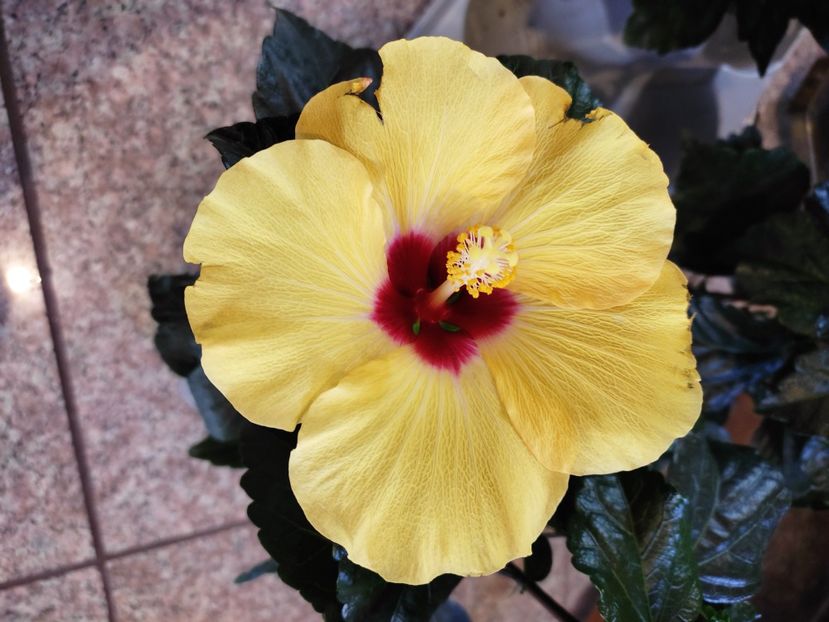  - HIBISCUS 2023