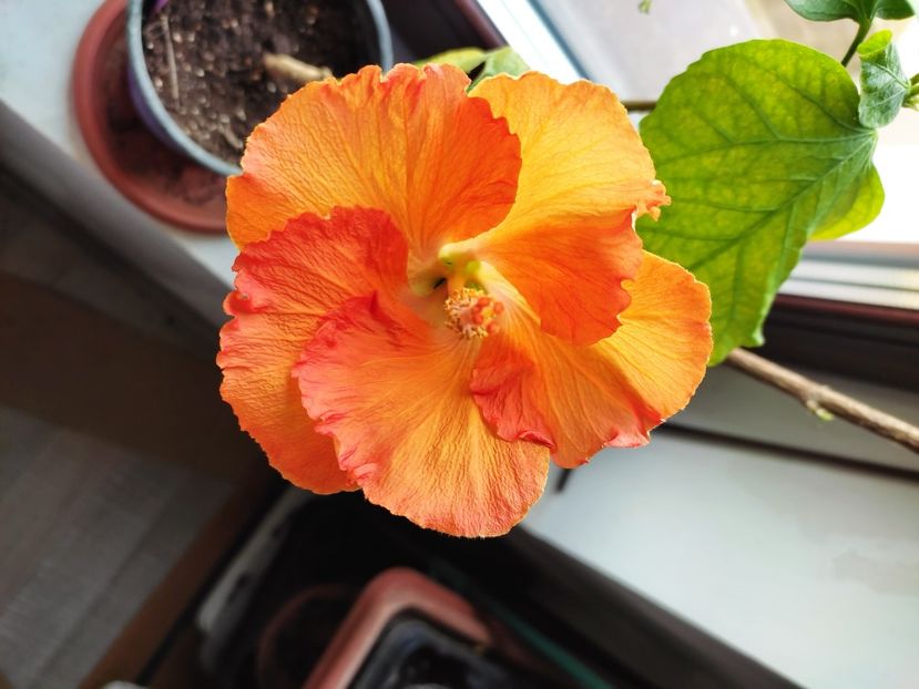  - HIBISCUS 2023