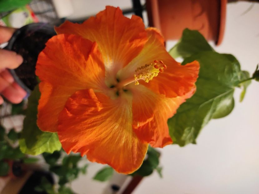  - HIBISCUS 2023