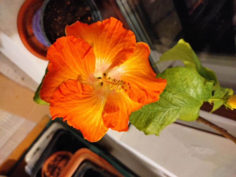  - HIBISCUS 2023