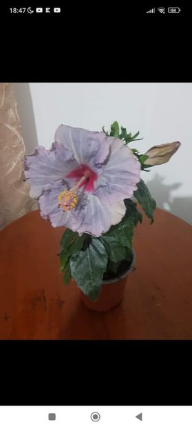Screenshot_2023-03-18-18-47-41-214_com.facebook.katana - HIBISCUS 2023