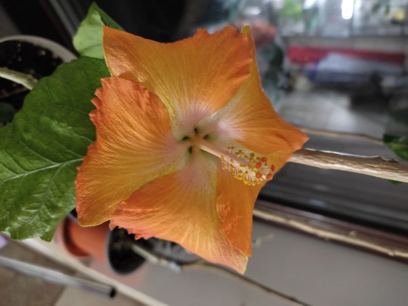  - HIBISCUS 2023