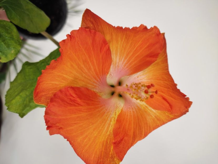  - HIBISCUS 2023