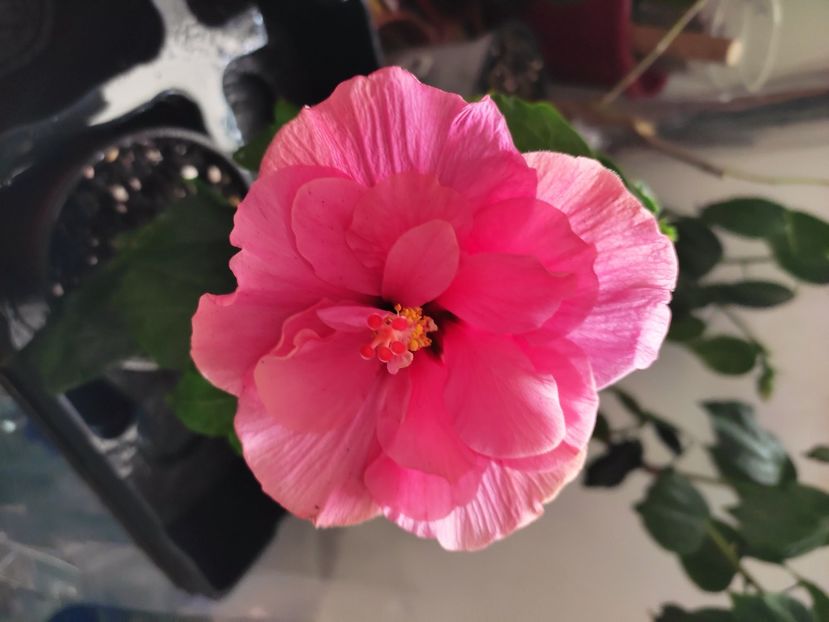  - HIBISCUS 2023