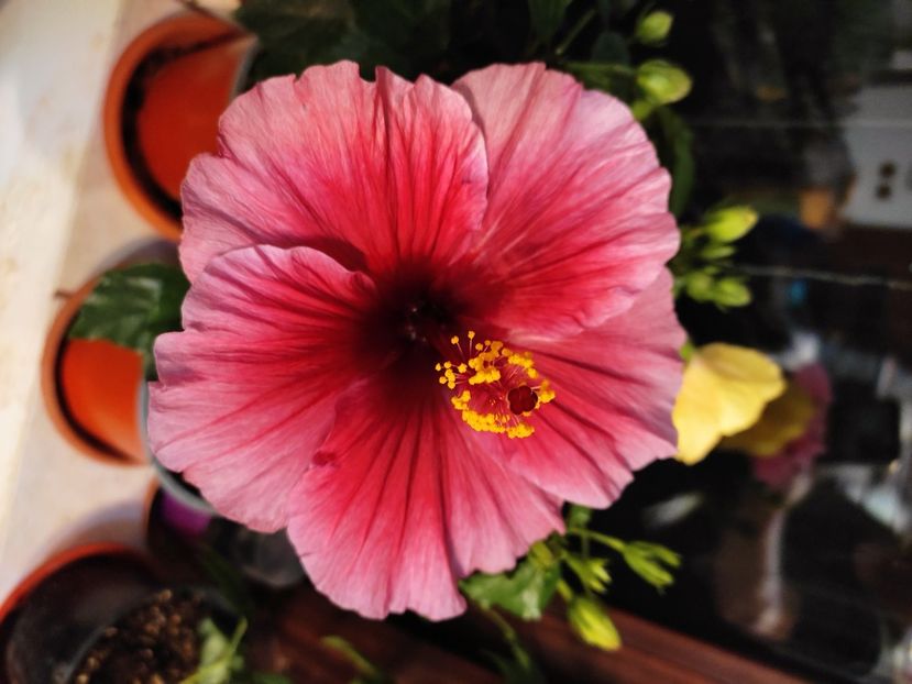  - HIBISCUS 2023