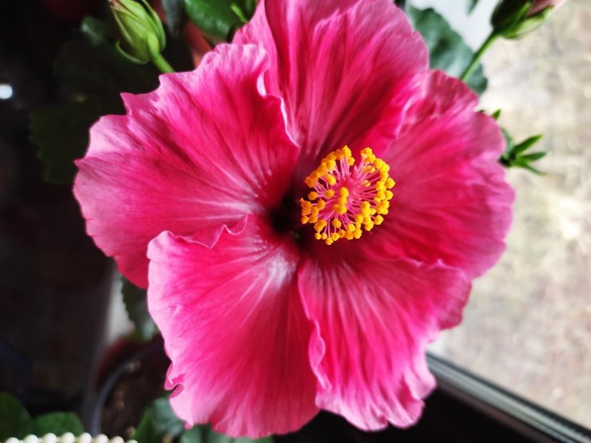  - HIBISCUS 2023