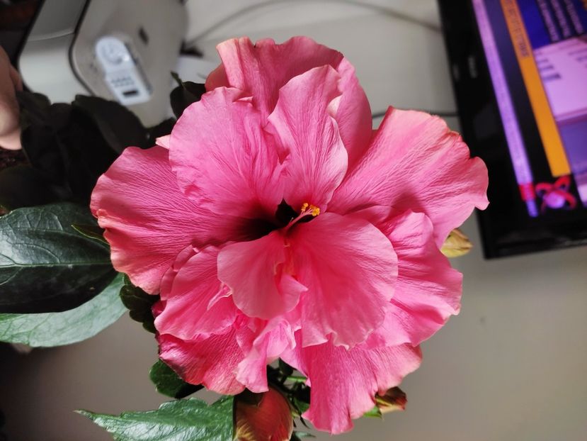  - HIBISCUS 2023