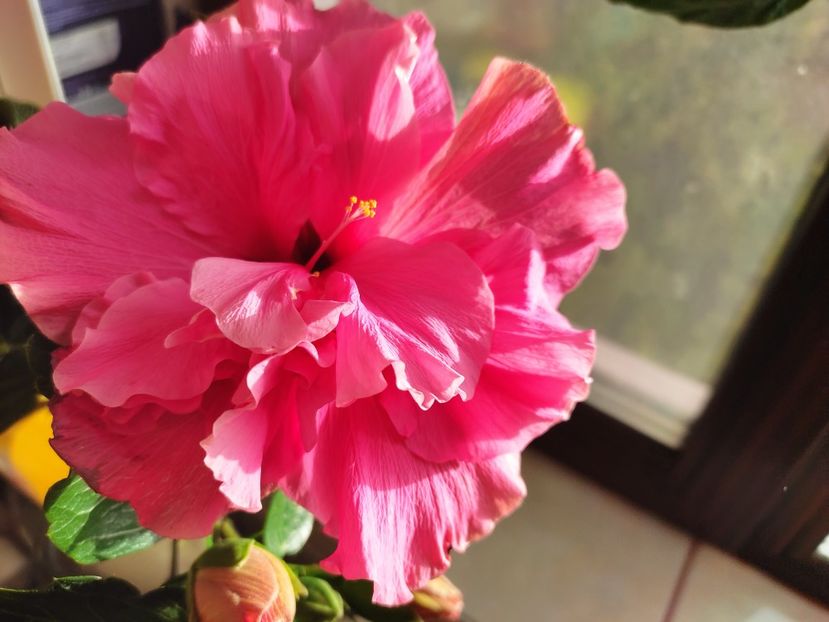  - HIBISCUS 2023